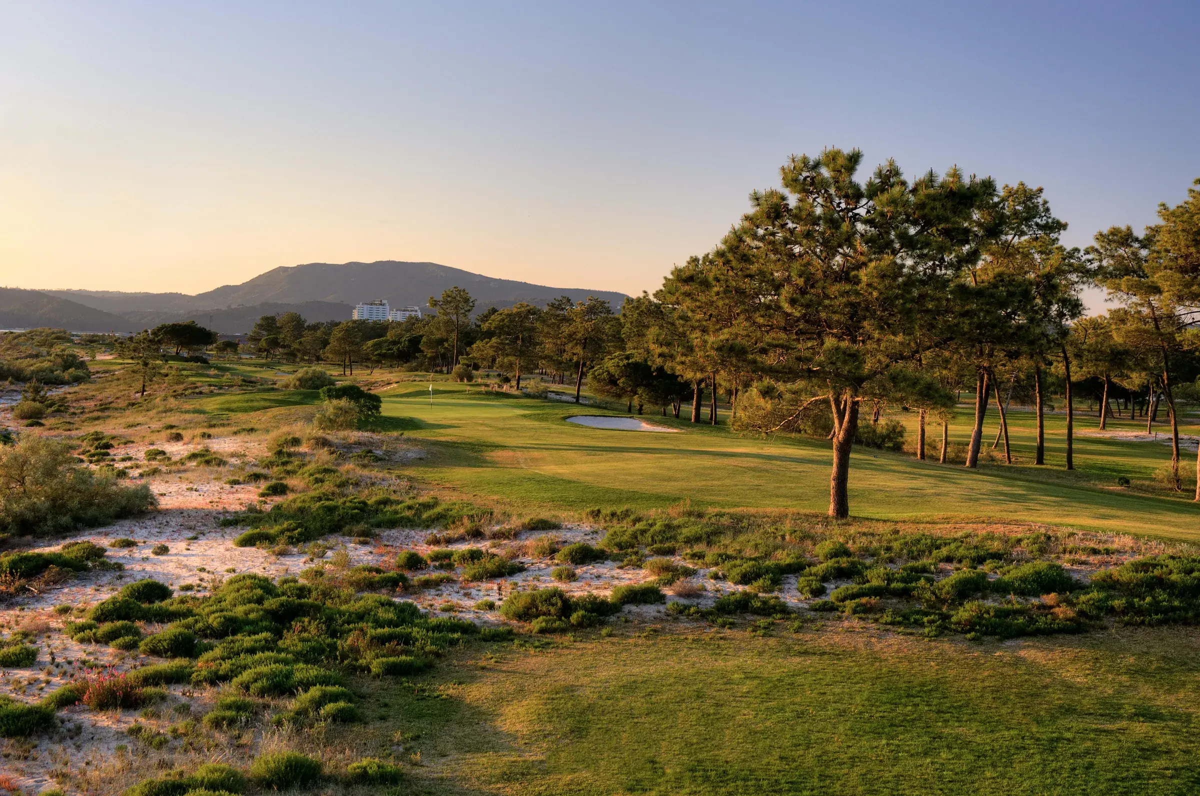 Troia Golf green and coastal pines in evening light