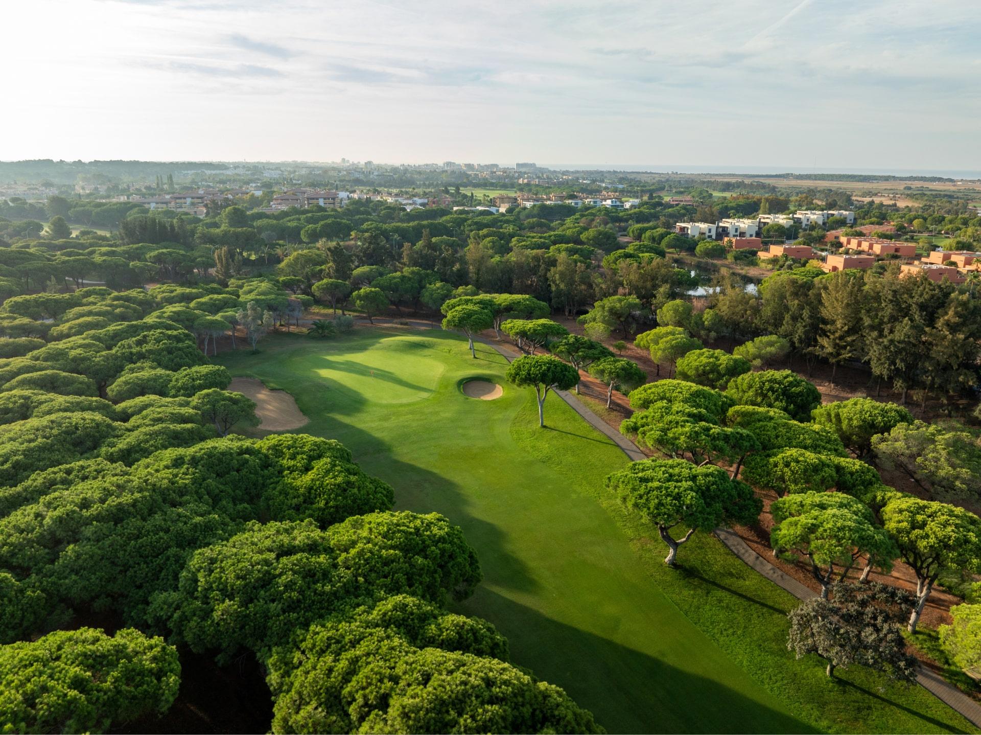 Aerial view of a green surrounded by umbrella pines on the Millennium course